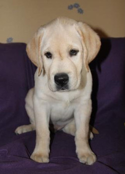 Палевый щенок шоу-класса. Интервязка. 4