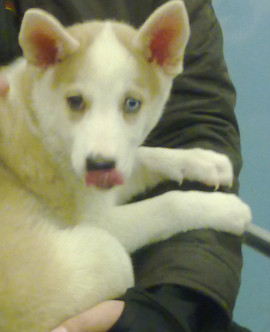 Хаски продаю недорого