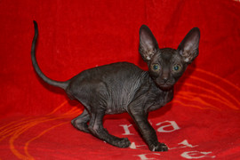 Красавица - кошечка Корниш рекс 3