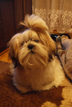 мальчик ши-тцу приглашает на вязку