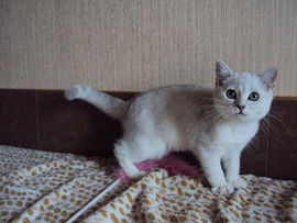 Британские котята окраса шиншилла 3