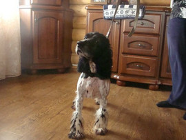 Тимошка – русский спаниель в дар