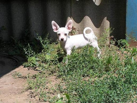 чишки метисы