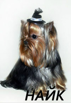 Вязка с мини йорком