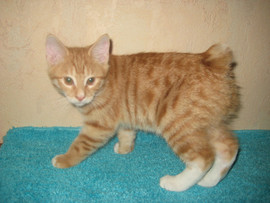 Продажа котят курильского бобтейла.