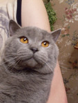 Красавец кот Адик породы скоттиш страйт приглашает кошечек фолд