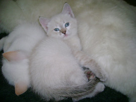 Голубоглазые котята 2 кота и 5 кошек