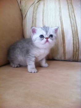 экзотические котята 3