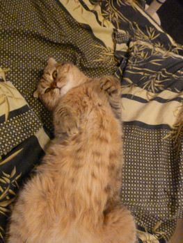 Продаю шотландских вислоухих котят 6