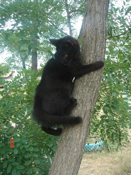 Отдам в добрые руки