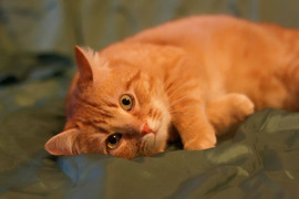 Рыженький котик