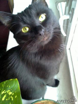 Отдам в добрые руки черную кошечку