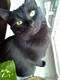Отдам в добрые руки черную кошечку