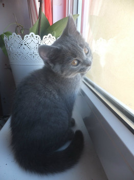 ПРОДАЮТСЯ шотландские котята! 4