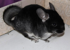 Шиншиллы Чёрный Бархат!!! 2