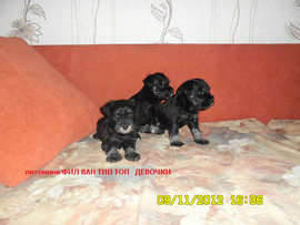 Щенки Цвергшнауцера черный с серебром и черного окраса.