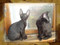 Котята корниш рекс