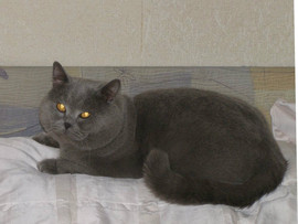 Британский котик Фагот в хорошие руки. 3
