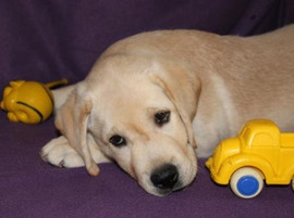 Палевый щенок шоу-класса. Интервязка. 2