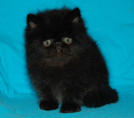 Персидский котик-талисман удачи