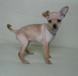 Две девочки русского г/ш,той-терьера.