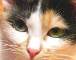 Красивая кошка- трёхцветка с изумрудными глазами в добрые руки.