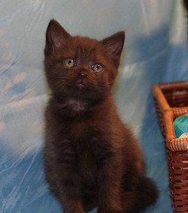 Чистокровные британские котята