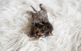 котята Саванна F3 3