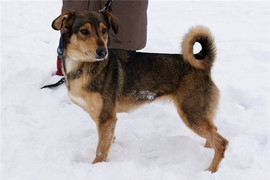 малышка Голди - веселая собачка 3