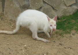 Кенгуру бенетта