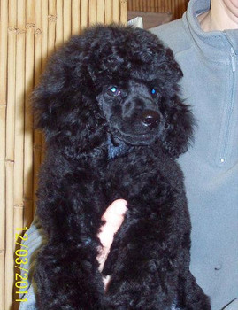 Щенки малого пуделя.