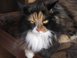 ищу хозяина