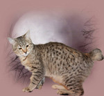 Пикси-боб мини рысь – самая редкая порода кошек.