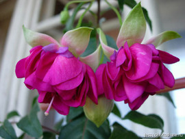 чудесные сенполии и фуксиии 4