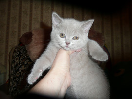 продаются шотландская и британские котята 4