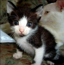 Кошечка - красавица в добрые руки!!!