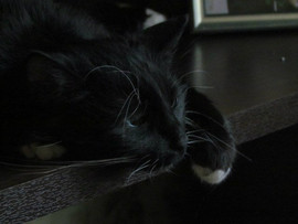 Черная кошечка Парма ищет семью! 2