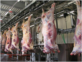 Линия для убоя КРС