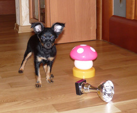 Продаются очаровательные щенки д/ш той-терьера