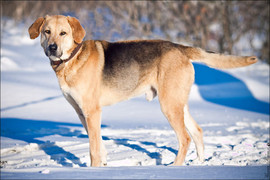 Ральф, Русская Гончая - в дар.