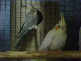 Птенцы корелл и ожереловых попугаев