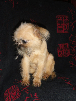 Гриффончики (Есть Мини до 1,5кг.)