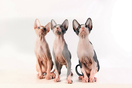 Котята канадского сфинкса