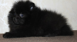 Очаровательный померашка