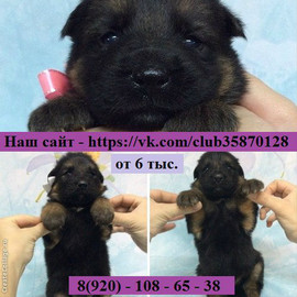 Щенки Немецкой Овчарки