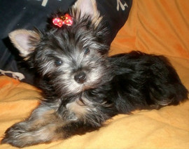 Роскошная девочка йорка