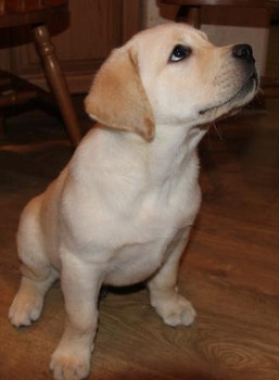 Палевый щенок шоу-класса. Интервязка. 8