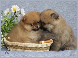 Щенки померанского шпица. 3