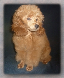 Миниатюрный пудель