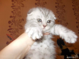 британские и шотландские котята 2